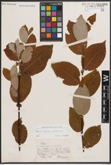 Foto von Salix caprea L. x Salix starkeana Willd.